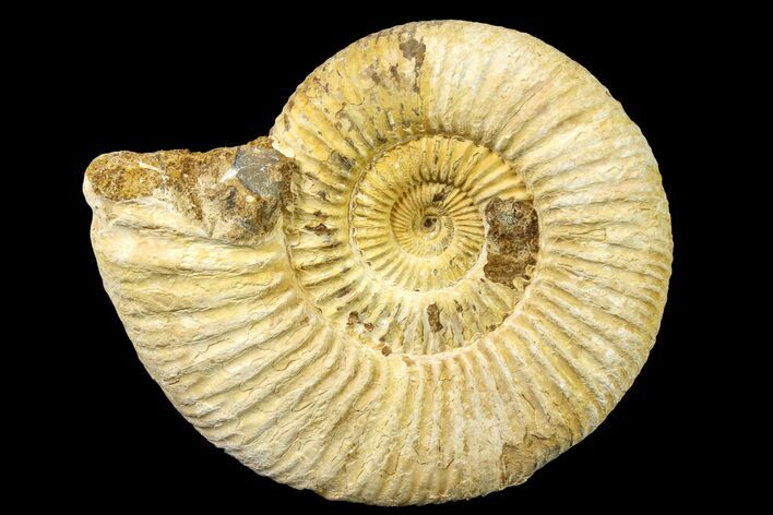 Jurassic Ammonite (Perisphinctes) Fossil - Madagascar #161767